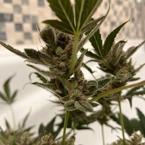 HulkBerry Automatic growlog timeline photo