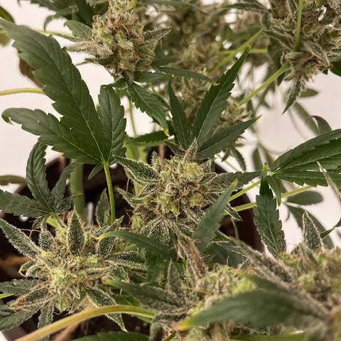 HulkBerry Automatic growlog timeline photo