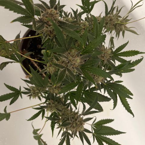 HulkBerry Automatic growlog timeline photo