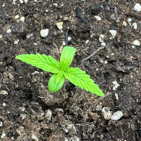 Cookies Gelato growlog timeline photo