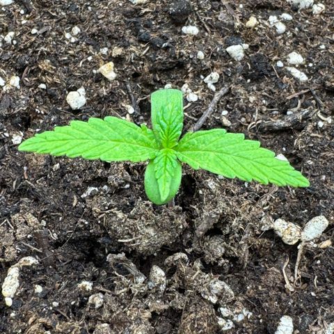 Cookies Gelato growlog timeline photo