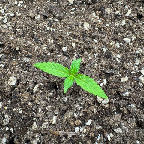 Cookies Gelato growlog timeline photo