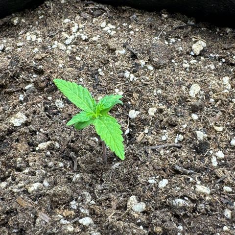 Cookies Gelato growlog timeline photo