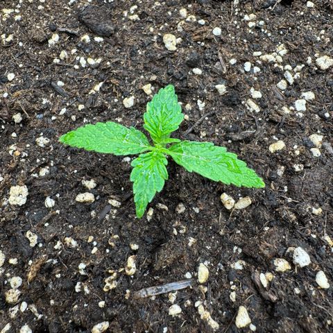 Cookies Gelato growlog timeline photo