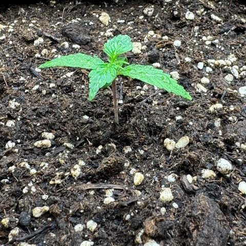 Cookies Gelato growlog timeline photo