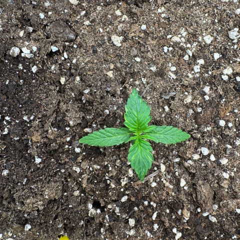Cookies Gelato growlog timeline photo