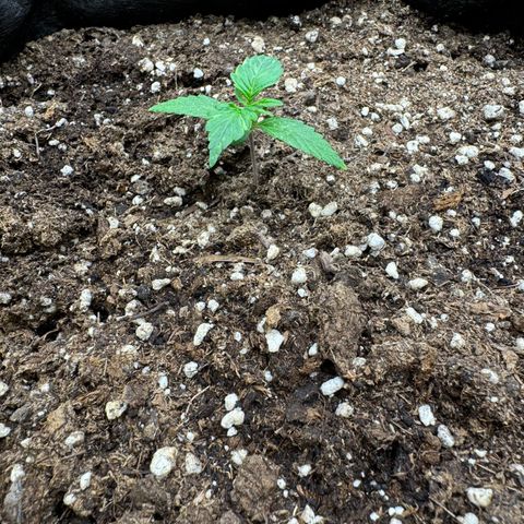 Cookies Gelato growlog timeline photo