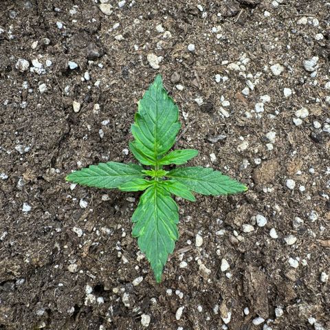Cookies Gelato growlog timeline photo