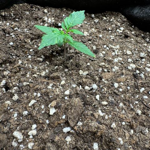 Cookies Gelato growlog timeline photo