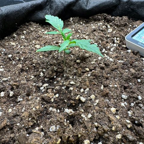 Cookies Gelato growlog timeline photo