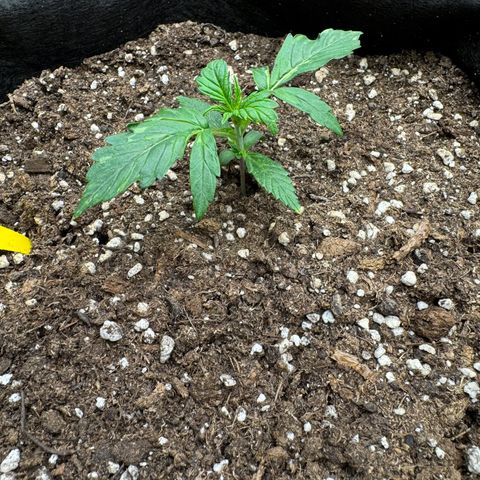 Cookies Gelato growlog timeline photo