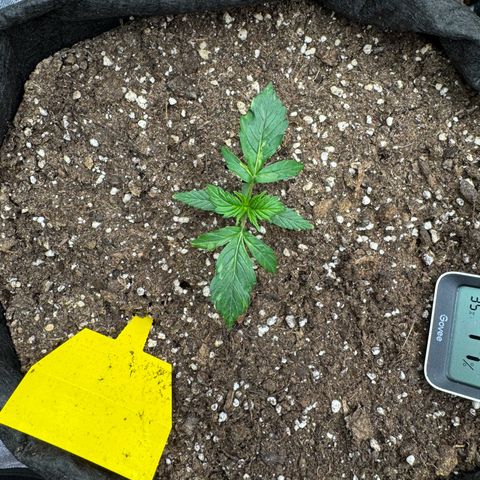 Cookies Gelato growlog timeline photo