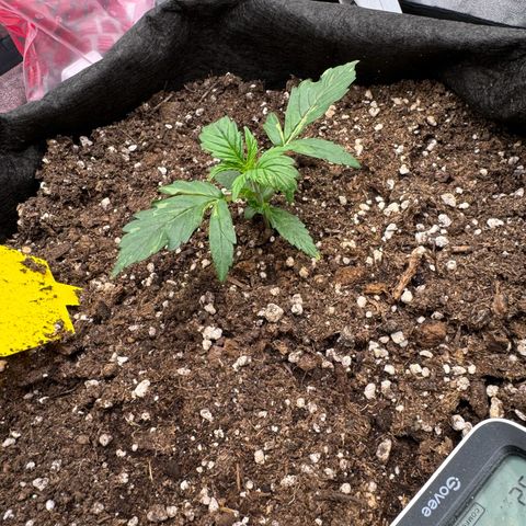 Cookies Gelato growlog timeline photo