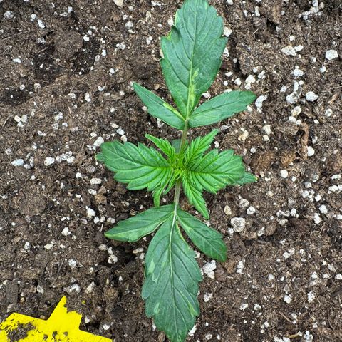 Cookies Gelato growlog timeline photo