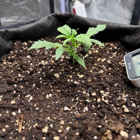 Cookies Gelato growlog timeline photo