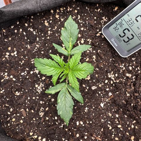 Cookies Gelato growlog timeline photo