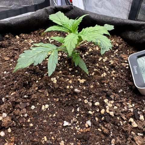 Cookies Gelato growlog timeline photo