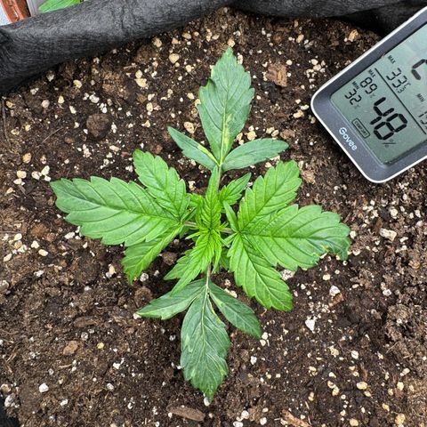 Cookies Gelato growlog timeline photo