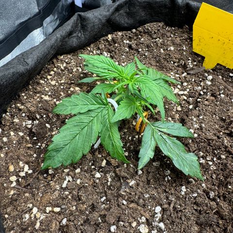 Cookies Gelato growlog timeline photo