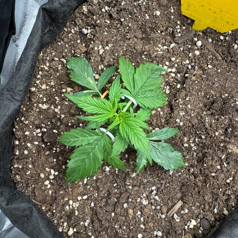 Cookies Gelato growlog timeline photo