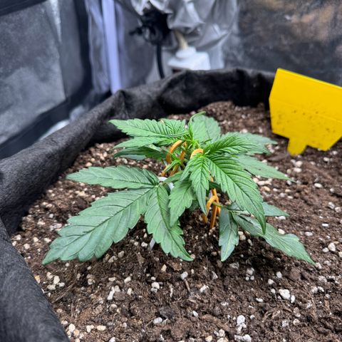 Cookies Gelato growlog timeline photo