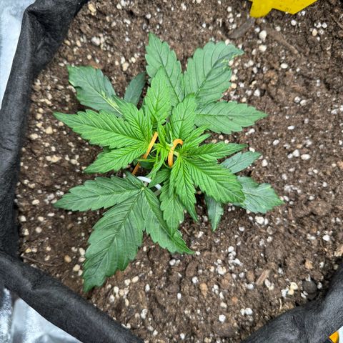 Cookies Gelato growlog timeline photo