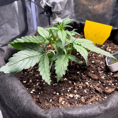 Cookies Gelato growlog timeline photo