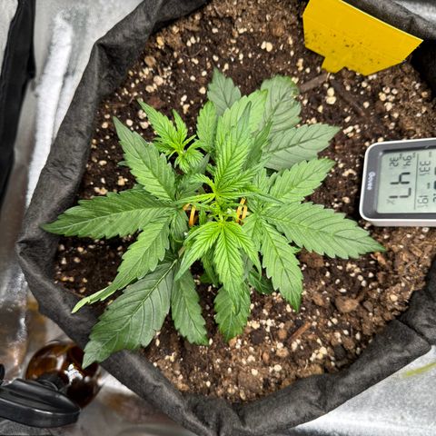 Cookies Gelato growlog timeline photo