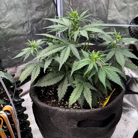Cookies Gelato growlog timeline photo