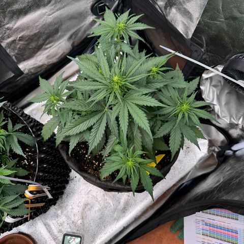 Cookies Gelato growlog timeline photo
