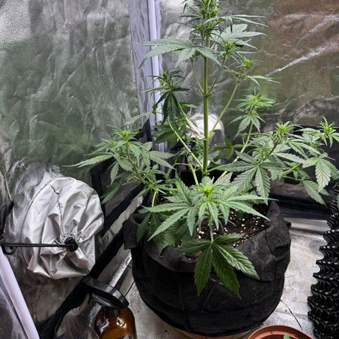Cookies Gelato growlog timeline photo