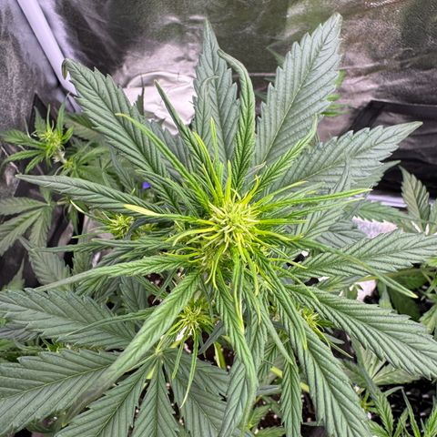 Cookies Gelato growlog timeline photo