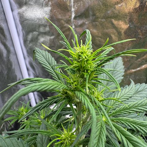 Cookies Gelato growlog timeline photo