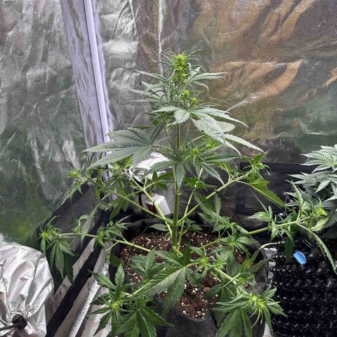 Cookies Gelato growlog timeline photo