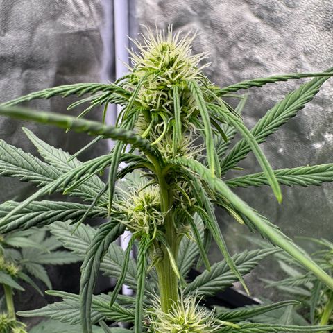 Cookies Gelato growlog timeline photo