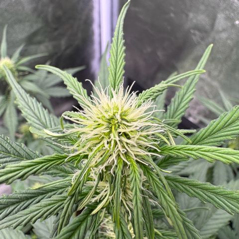 Cookies Gelato growlog timeline photo