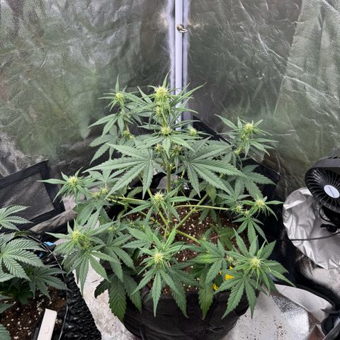 Cookies Gelato growlog timeline photo