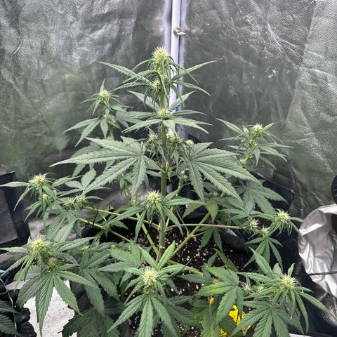 Cookies Gelato growlog timeline photo