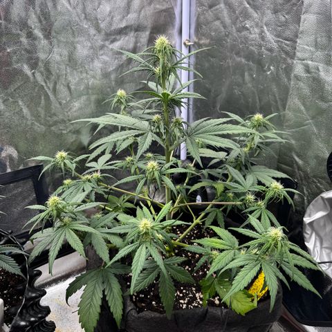 Cookies Gelato growlog timeline photo