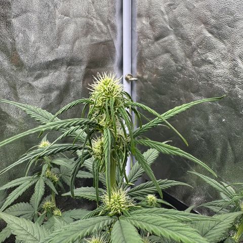 Cookies Gelato growlog timeline photo