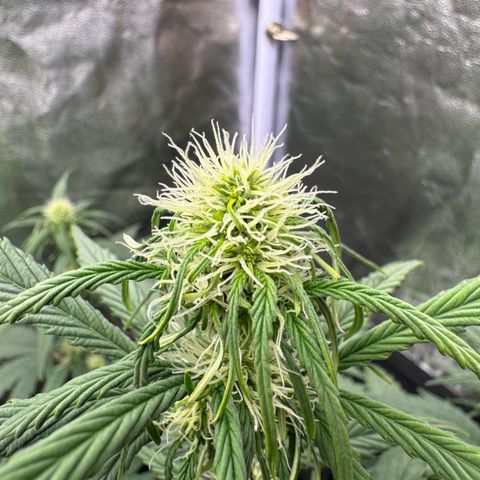 Cookies Gelato growlog timeline photo