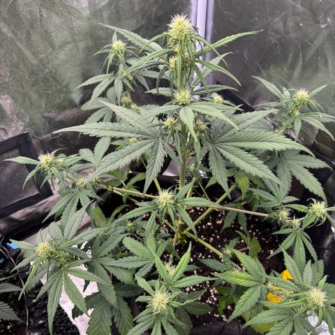 Cookies Gelato growlog timeline photo
