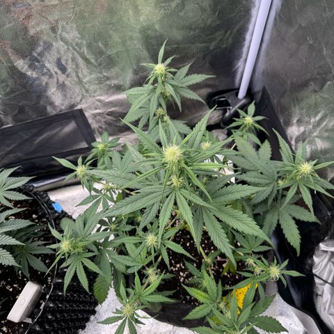 Cookies Gelato growlog timeline photo