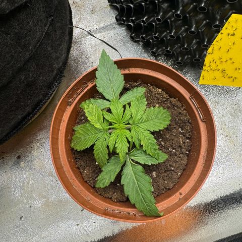 Haze Berry growlog timeline photo