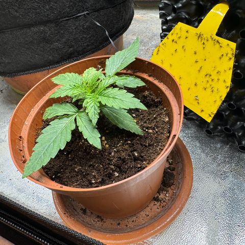 Haze Berry growlog timeline photo