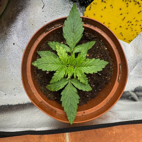 Haze Berry growlog timeline photo
