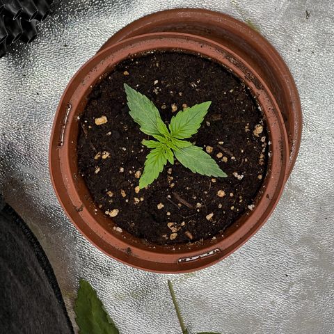 Haze Berry growlog timeline photo