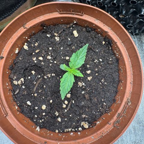 Haze Berry growlog timeline photo