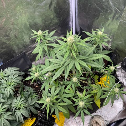 Cookies Gelato growlog timeline photo