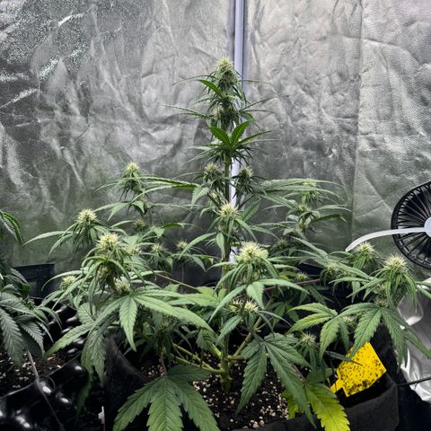 Cookies Gelato growlog timeline photo